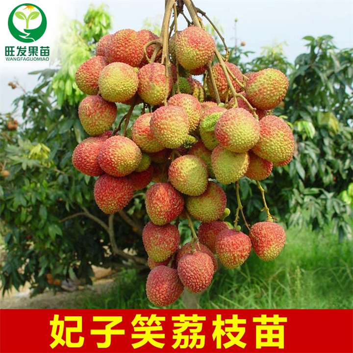 荔枝苗价格，广西荔枝苗，桂林荔枝苗，大量供应荔枝苗 