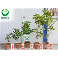 神秘果苗 实生苗 国宝级珍贵植物 神奇水果盆栽果树 