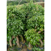 茘枝苗 