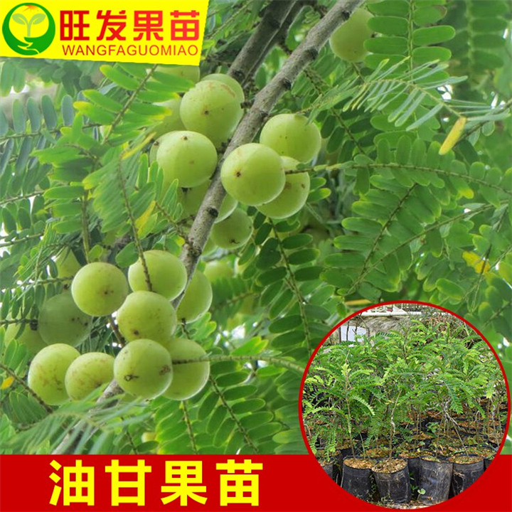 广西余甘果苗基地，广西余甘果，南宁余甘果 