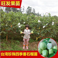 台湾珍珠芭乐苗 四季珍珠番石榴苗 盆栽果苗 当年挂果 