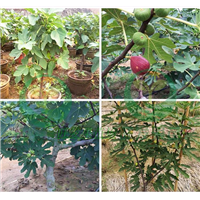 新品种波姬红无花果苗出售 