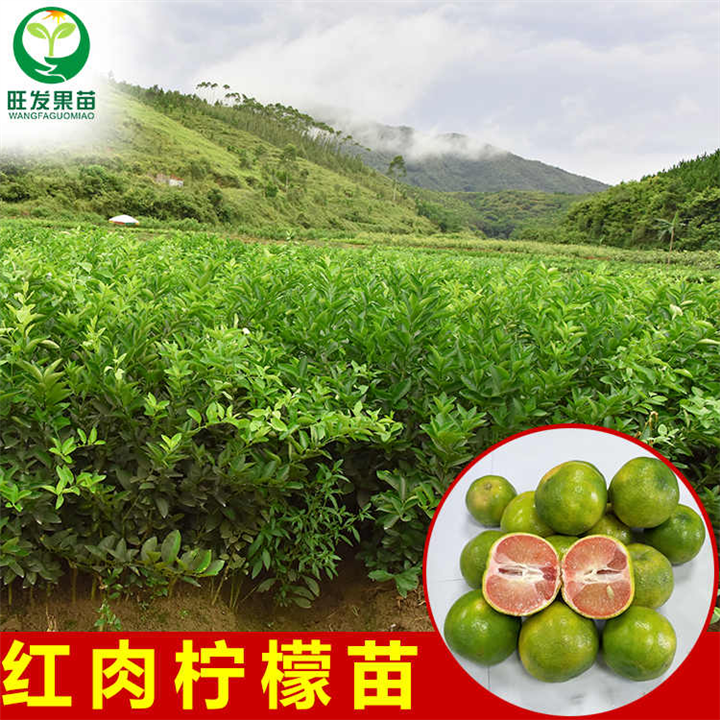 柠檬树苗 盆栽带果柠檬树苗四季结果