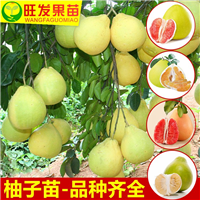 广西三红蜜柚苗基地，南宁三红蜜柚苗，出售三红蜜柚苗 