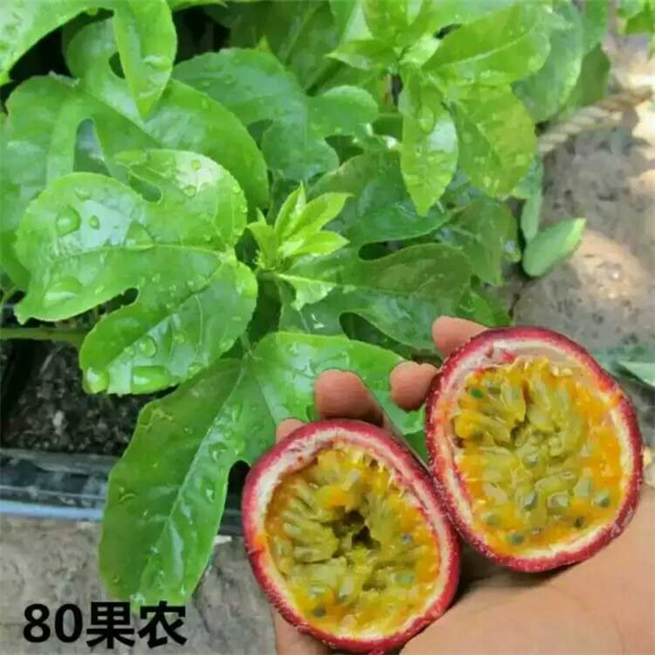百香果苗 