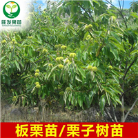 低价销售板粟苗，广西板粟苗基地批发 