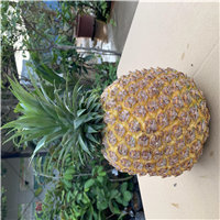 深圳霸王凤梨批发 