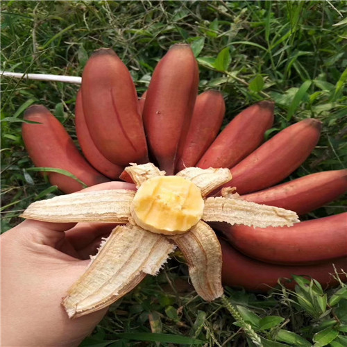 东莞红香蕉苗量大从优