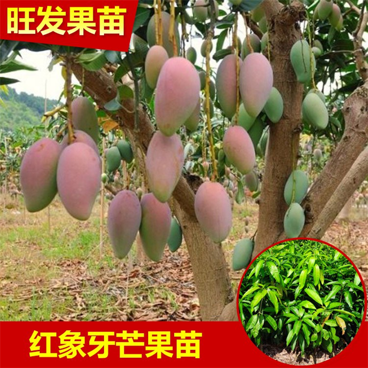 广西象牙芒果苗批发报价、广西芒果苗批发、大量果树苗批发 