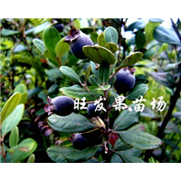 荔浦捻子苗，桂林捻子苗，广西供应捻子苗