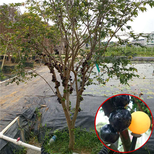 广州福冈嘉宝果基地
