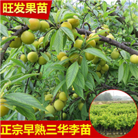 三华李果树苗 南方水果苗 嫁接苗 