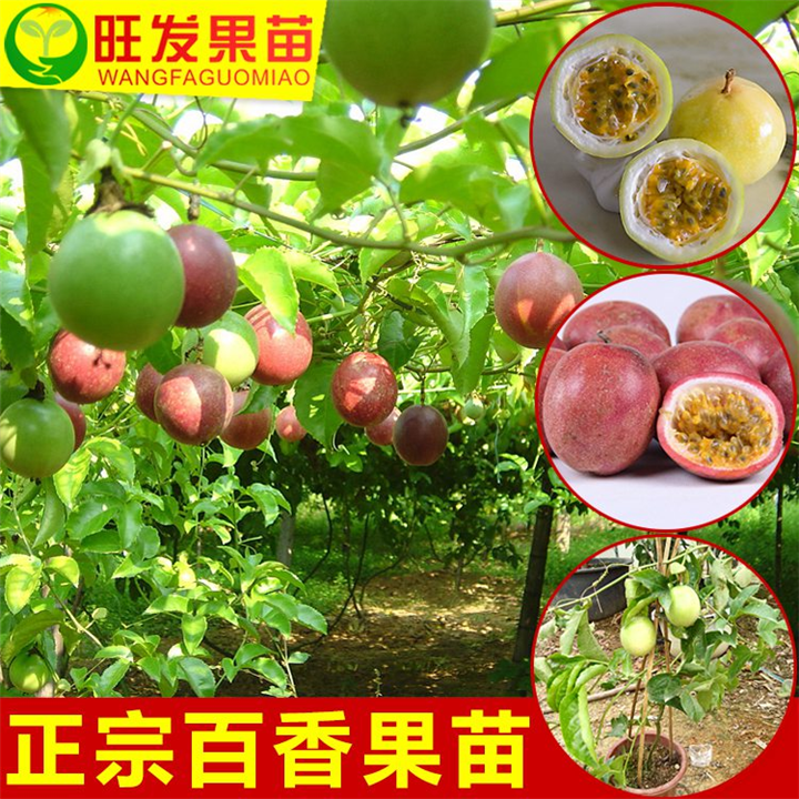 台农百香果苗台农百香果嫁接苗 台农一号百香果苗盆栽 
