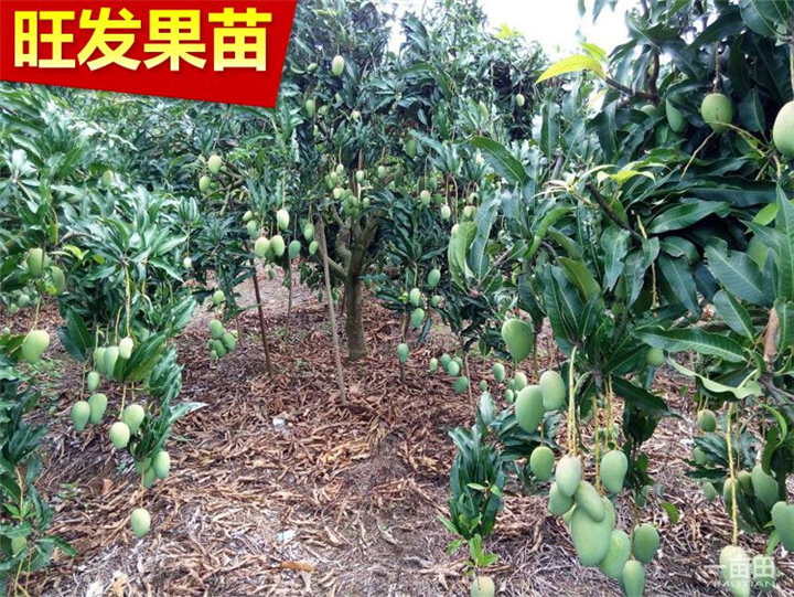 供应台农一号芒果苗、海南台农一号芒果苗、出售芒果苗 