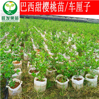 广西嫁接果树苗 樱桃苗 广西南宁樱桃苗批发 