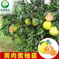 玉林黄金蜜柚苗，柳州黄金蜜柚苗，广西柚子 