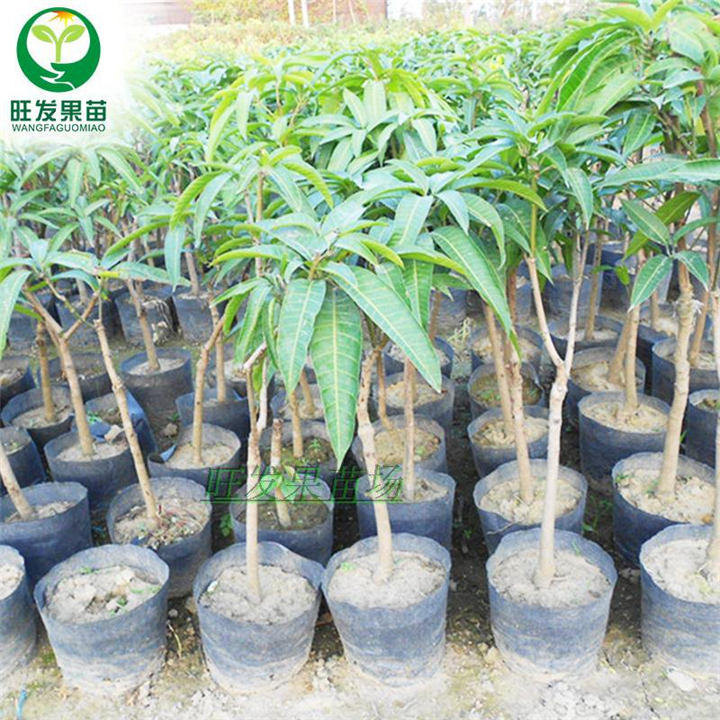 澳芒果苗基地直销、广西百色芒果树苗、美国澳芒芒果苗 