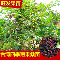 正宗台湾嫁接四季果桑树苗长果桑苗短桑葚果树苗 
