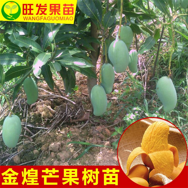 钦州盆栽芒果苗、供应**品种金煌芒果苗 