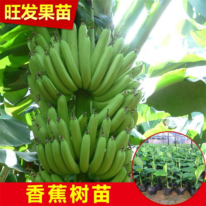 灵山威廉斯B6香蕉苗，钦州香蕉苗，广西香蕉苗价格 