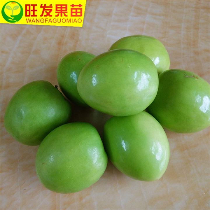 热卖嫁接台湾大青枣蜜丝枣绿色果树苗 高产早结果四季适种 