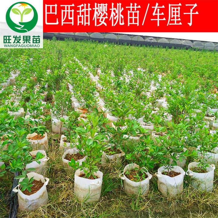 广西嫁接果树苗 樱桃苗 广西南宁樱桃苗批发 
