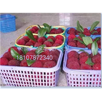 广西杨梅苗 