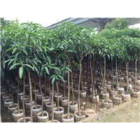 海南芒果苗，海南台农一号芒果苗，果苗批发 