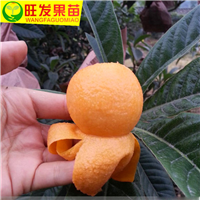 惠州枇杷苗，广西枇杷苗