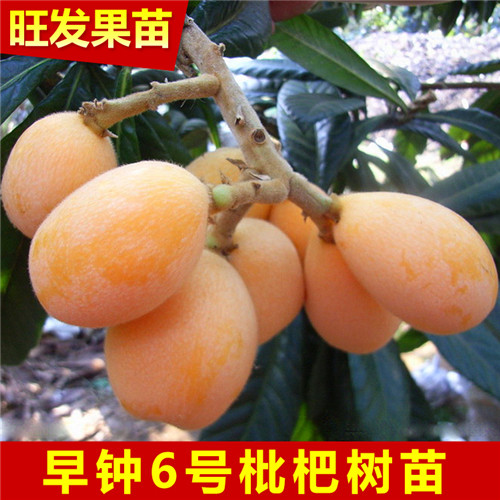 早种枇杷苗，广东早种枇杷苗，惠州枇杷苗