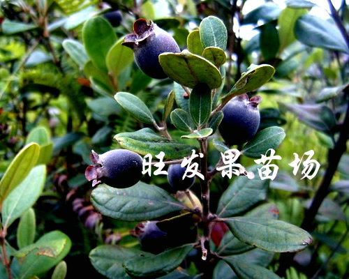 荔浦捻子苗，桂林捻子苗，广西供应捻子苗