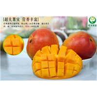 新品种澳芒芒果苗、云南芒果苗、热带果树苗木 