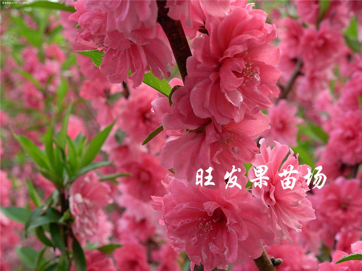 灵山桃花苗，钦州桃花苗，大量供应桃花苗 