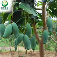 广西芒果树苗、广西大量现货芒果苗 
