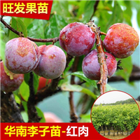 广西红心李子 李子果园种植嫁接苗 