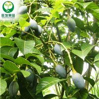 云南乌榄苗基地，云南乌榄苗，出售乌榄苗 