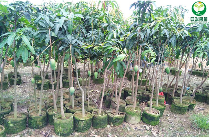 广东果苗基地，广东金煌芒果苗，大量果树苗木批发 