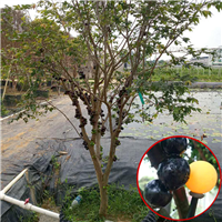 广州福冈嘉宝果基地