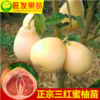 三红蜜柚苗价格 百色三红蜜柚苗基地直销 