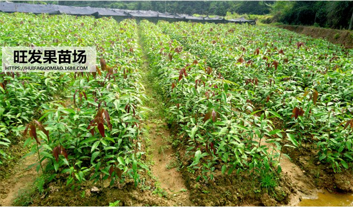 **芒果苗价格！南宁芒果苗直生苗，南宁芒果苗杯苗 