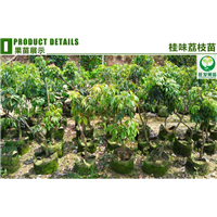 销售**荔枝嫁接苗、质量保证 