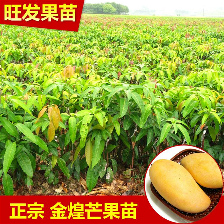 桂林**金煌芒果苗批发、桂林芒果苗基地 
