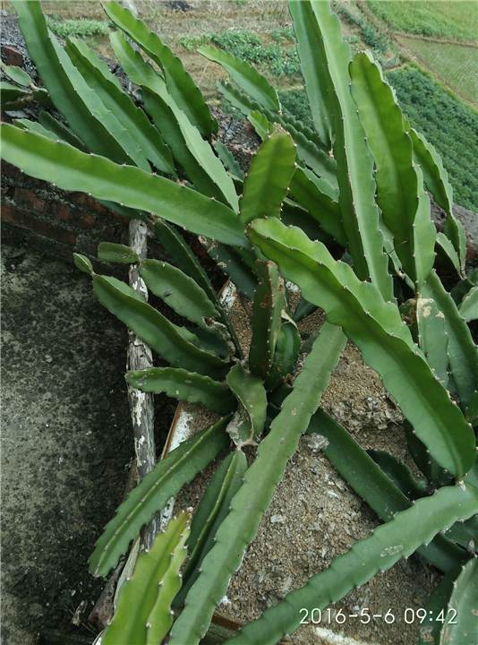 红心火龙果 