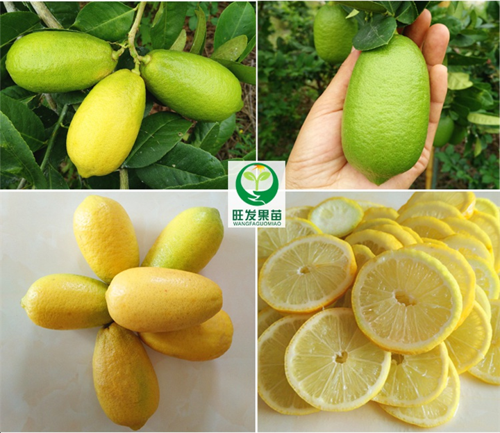 嫁接柠檬苗 四季香水柠檬 无核青柠檬 尤力克柠檬 
