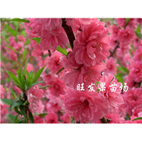 灵山桃花苗，钦州桃花苗，大量供应桃花苗 