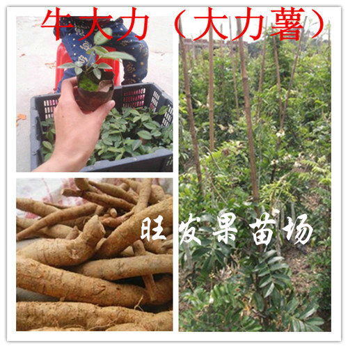 大量供应牛大力苗、现货牛大力苗 