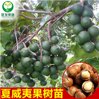 惠州澳洲坚果，广东坚果苗