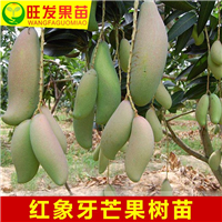 红象牙芒果苗，广西果树苗木批发，钦州芒果苗直销 