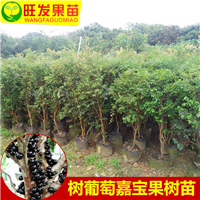 台湾嘉宝果苗 沙巴四季树葡萄苗 