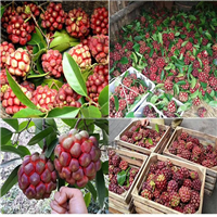深圳长寿果老虎果批发基地